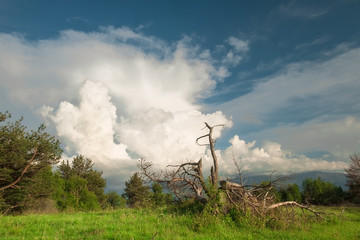 high-mountainous green meadow with an old fallen tree with a deep blue sky and thick white clouds