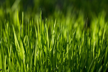 Fototapeta na wymiar Green grass texture. Element of design.