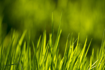 Green grass texture. Element of design.