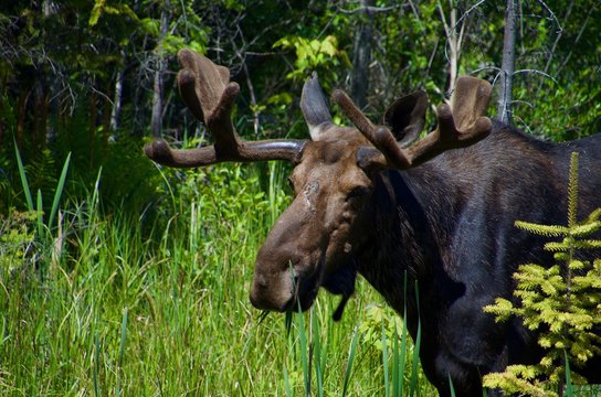 wildlife in Algonquin provincial park