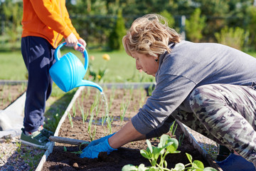 Caucasian woman planting at garden bed. Her son helping her watering green onion germs.