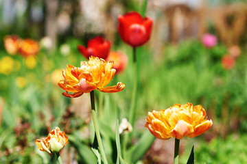 Blossomed flowers of a Tulip on a  personal countryside plot.