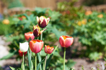 Blossomed flowers of a Tulip on a  personal countryside plot.