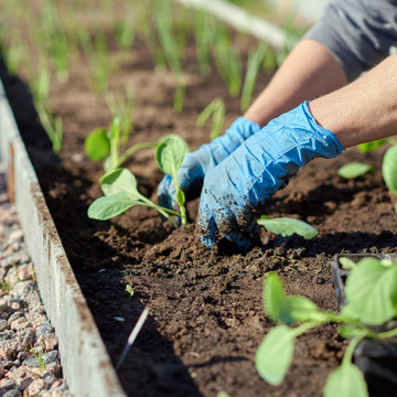 Close view of handling plants on garden bed.