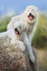 Two South russian sheepdog in spring blossom