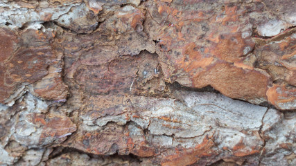 Tree bark texture for natural background