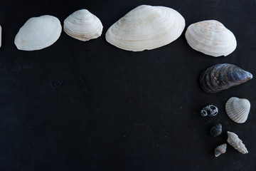 Shells on a black background. The black wooden board is decorated with shells. Empty place for an inscription. Background in the summer-marine theme.