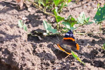 Red admiral butterfly or Vanessa atalanta, wings opened