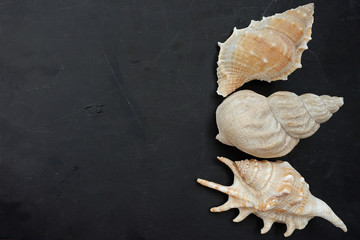 Shells on a black background. The black wooden board is decorated with shells. Empty place for an inscription. Background in the summer-marine theme.