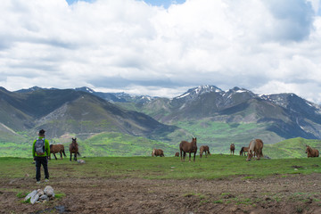 Penha Ubinha, Leon, Spain - June, 2018: Horses in Penha Ubinha valley. Penha Ubinha is, with 2,417 meters of height, one of the highest mountains of the Cantabrian mountain range, and it is also