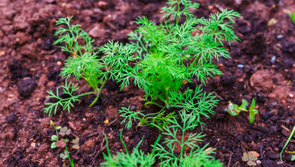 Fresh Young shoots of dill bushes in organic farm.