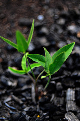 Life after death - the flower grows from black coals