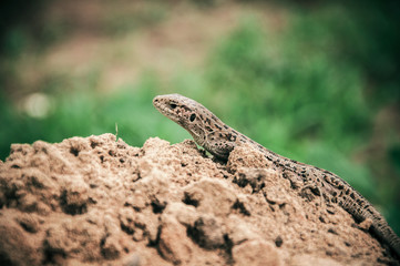 A brown lizard on the sand. Reptile wallpapers