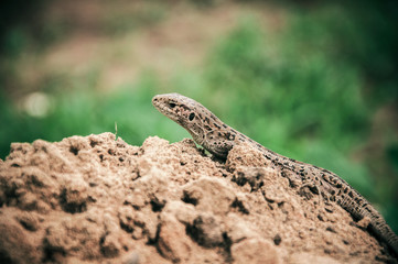 Naklejka na ściany i meble A brown lizard on the sand. Reptile wallpapers