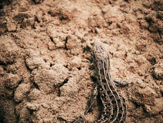 A brown lizard on the sand. Reptile wallpapers