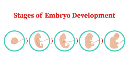 Stages of embryo development. Vector flat infographic icons.