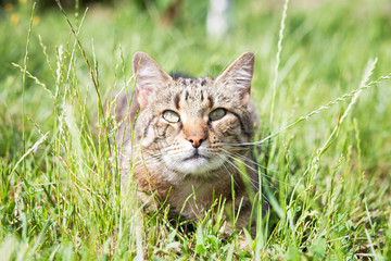 Naklejka na ściany i meble Tabby cat in the grass 