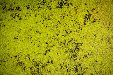 Algal blooms of Bosut river