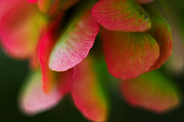 Red-green background. Macrophoto.