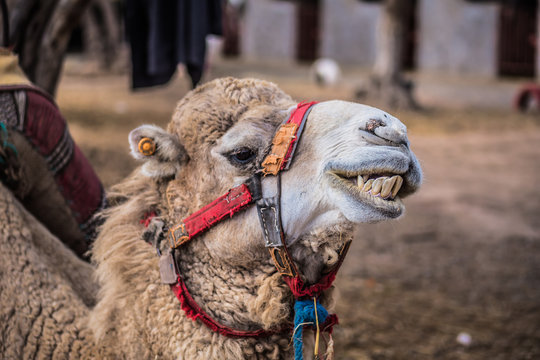 Camello enseñando los dientes