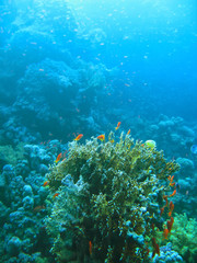 Small tropical fish shoal on coral reefs underwater world