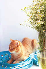 Cat in summer season. Pebbles and camomile flowers. Copy space. Toning effect