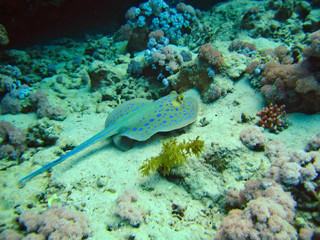 Skate roundrays stingrays whiprays tropical fish on coral reefs