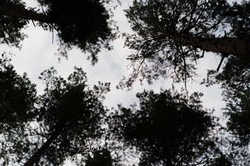 Tree crowns and cloudy sky