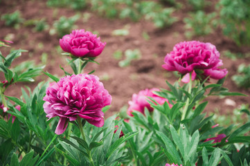 Purple aster flowers