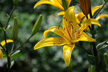 Yellow lily flower