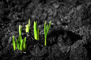 A young plant grows from the earth