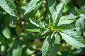 mięta_2 © Magdalena