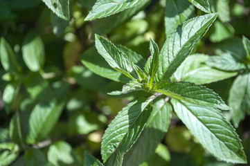 mięta_1 © Magdalena