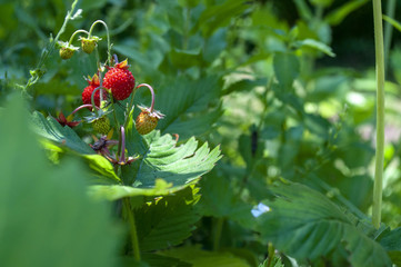 Fototapeta premium poziomka_2