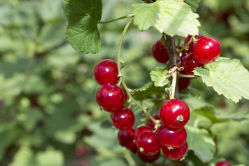 bunch of red currant on a bush