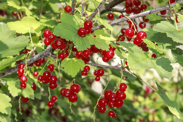 fruits of red currants on a bush, close-up 