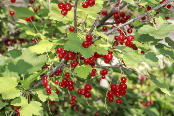fruits of red currants on a bush