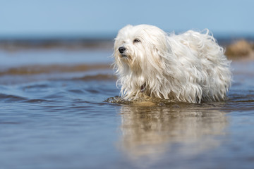 Havaneser im Meer