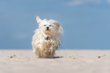Schnell über den Sandstrand