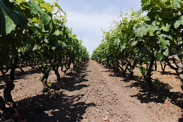 Old traditional alberello  vineyards with rows of primitivo wine grapes plants in great wine region...