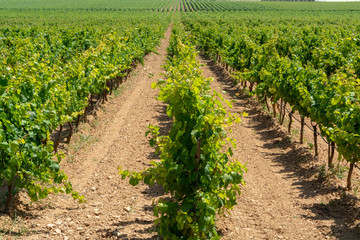 Fototapeta na wymiar Big vineyards with rows of wine grapes plants in great wine region of South Italy Apulia
