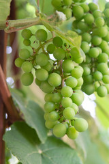Ripening of white wine muscat grapes plants in great wine region of South Italy Apulia