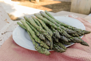 Fresh sprouts on Italian green asparagus vegetable, new harvest on asparagus organic farm