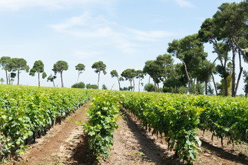 Big vineyards with rows of white wine muscat grapes plants in great wine region of South Italy...