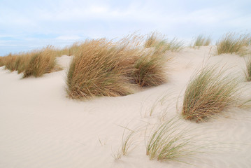 PLANTAS SILVESTRES DE LA COSTA