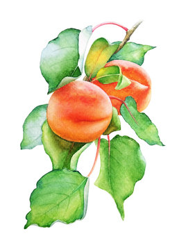 Watercolor illustration of the peach tree branch with fruits and