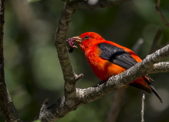 Scarlet Tanager with Mulberry