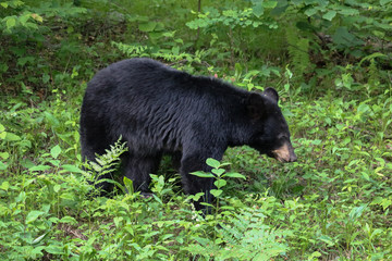 Black bear along Skyline Drive,  Shenandoah National Park, Virginia