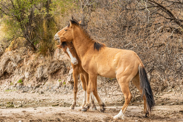 Salt River Wild Horses Sparring in the Arizona Desert
