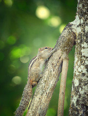 Chipmunk on the tree trunk, Sri Lanka